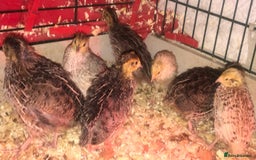 Quail poultry for sale: SEXED JAPANESE QUAILS/6TH AUGUST ! - Image 4