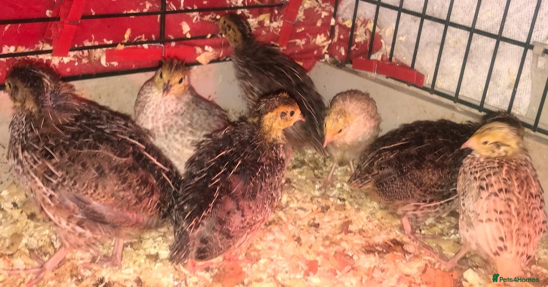 Quail poultry for sale: SEXED JAPANESE QUAILS/6TH AUGUST ! - Image 4