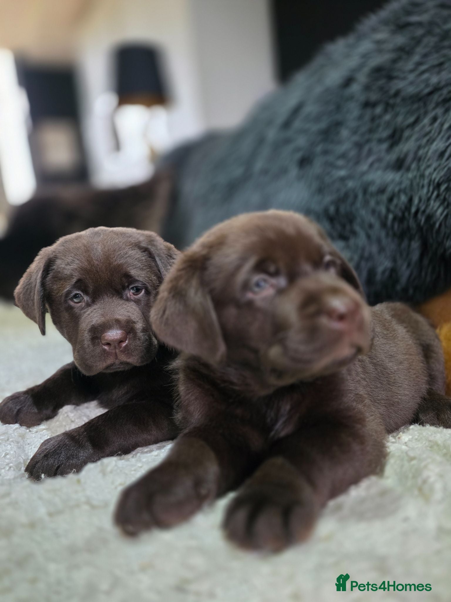 Labrador Retriever dogs High Quality Chunky Chocolate Labrador Puppies - Advert 2