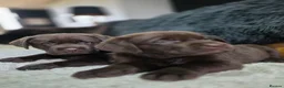 Labrador Retriever dogs for sale: High Quality Chunky Chocolate Labrador Puppies - Advert 2