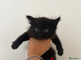 British Longhair cats Longhaired kittens - Advert 6