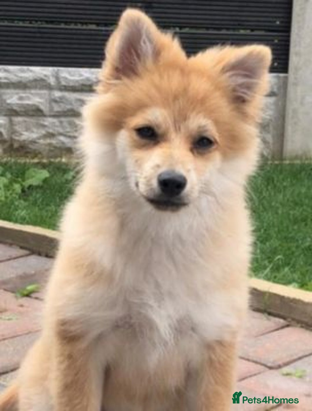 Pomeranian dogs for sale: Energetic Pomeranian - Advert 5