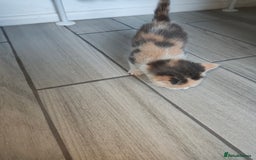 Mixed Breed cats for sale: 4 Mixed Breed Kittens  - Image 35
