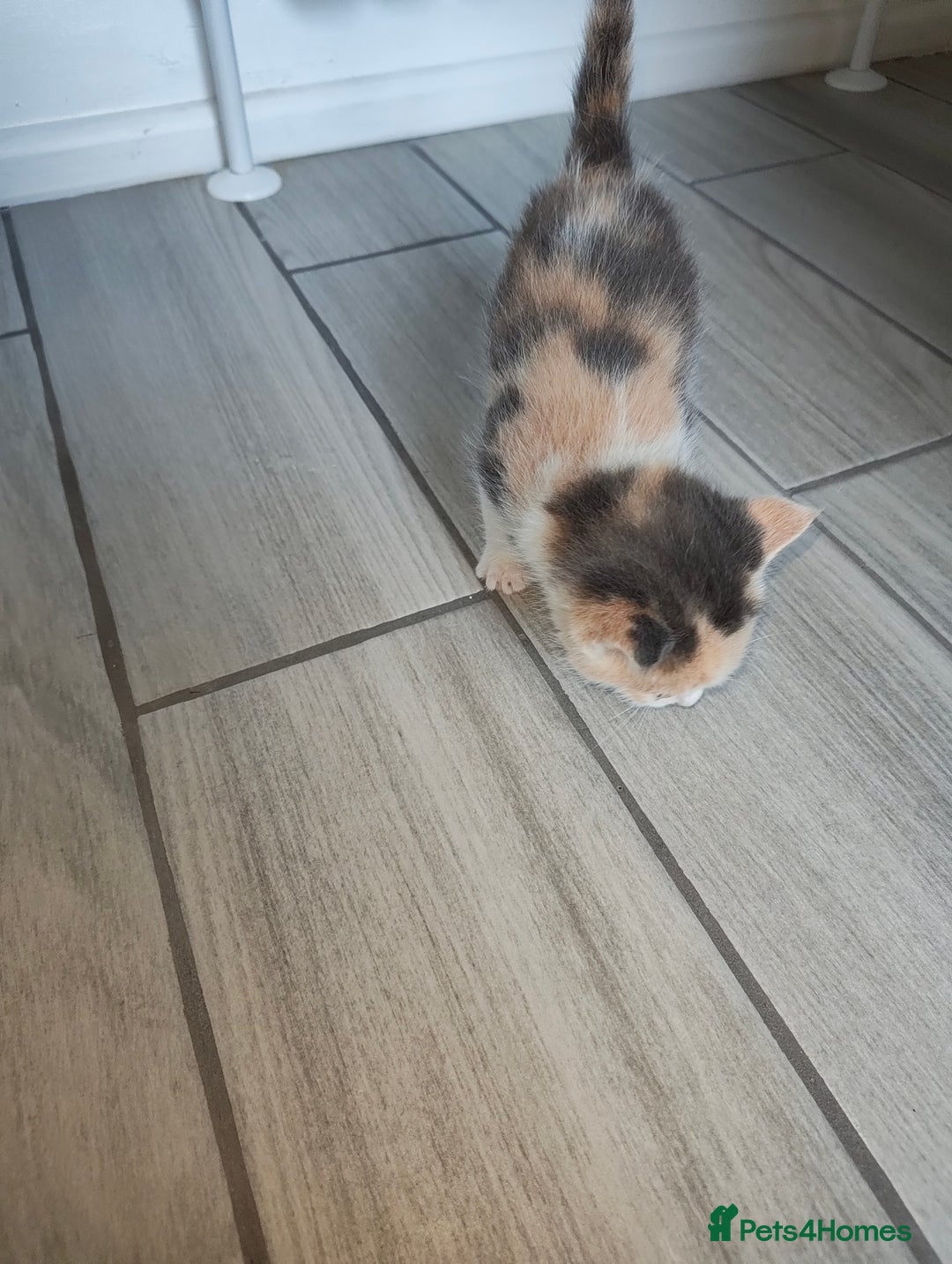Mixed Breed cats for sale: 4 Mixed Breed Kittens  - Image 35