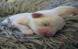 Maltese dogs for sale: Maltese male - Image 8