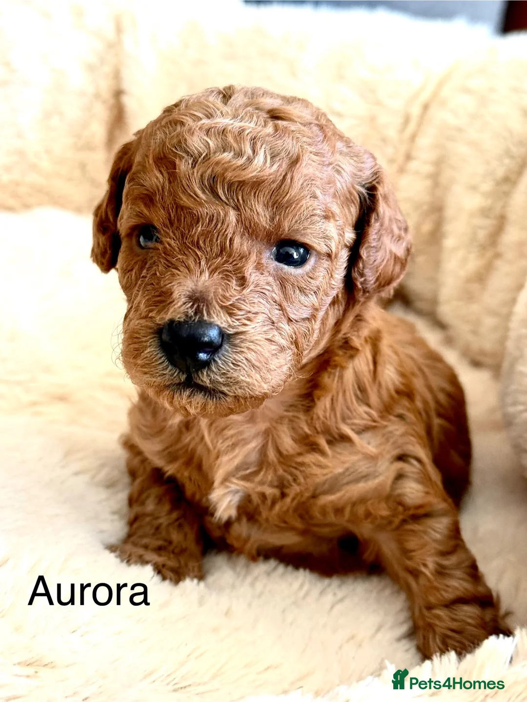 Toy Poodle dogs for sale: KC registered 5GEN Toy Poodle Health tested - Advert 1