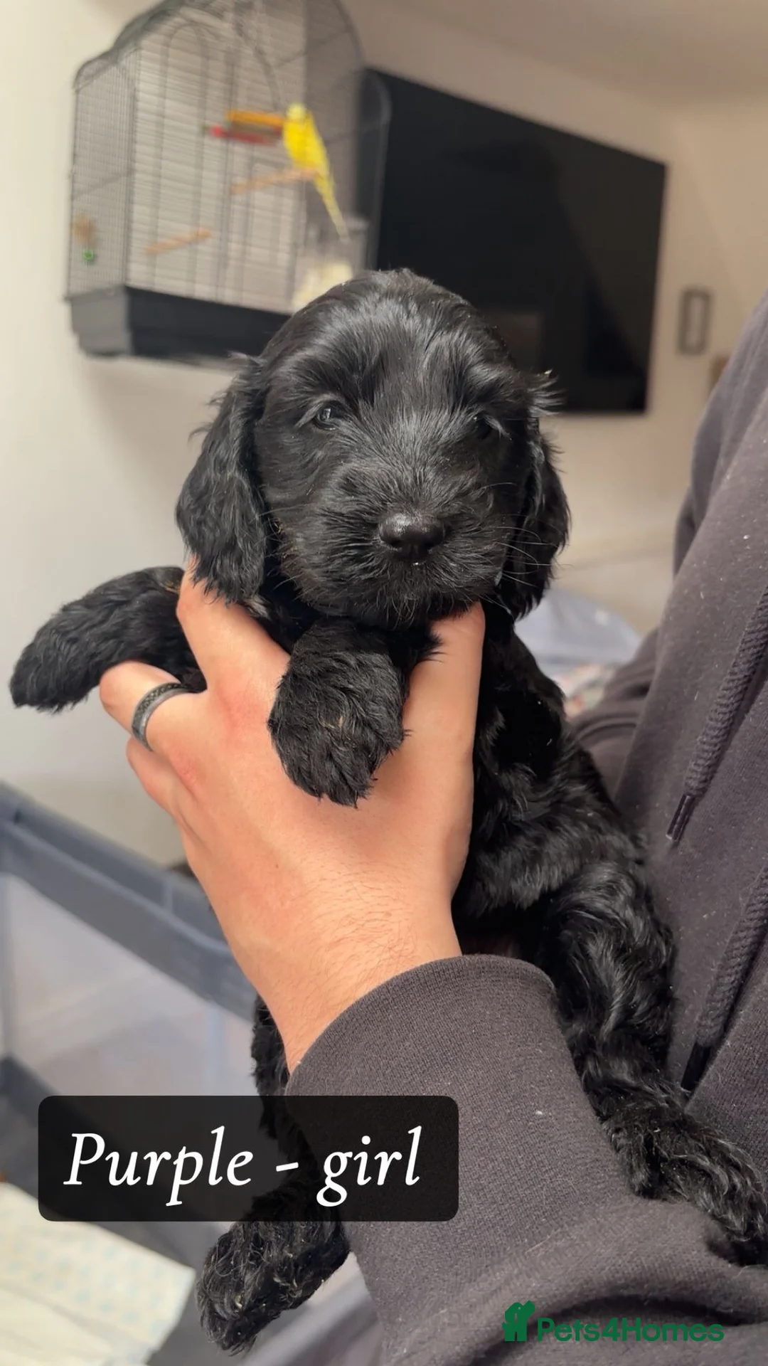 Cockapoo dogs for sale: Beautiful F2 cockapoos - Advert 11