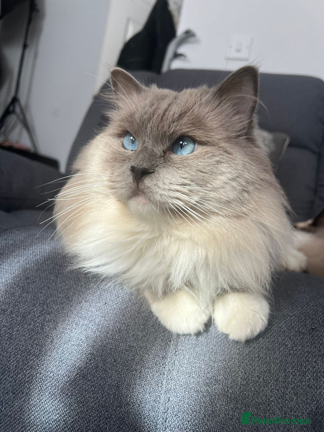Ragdoll cats for stud: PROVEN GCCF Active Ragdoll Stud Dilute Lilac Genes in Manchester - Image 1