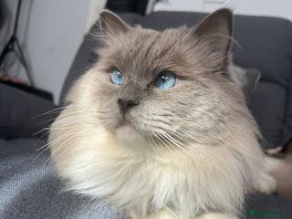 Ragdoll cats PROVEN GCCF Active Ragdoll Stud Dilute Lilac Genes in Manchester - Advert 21