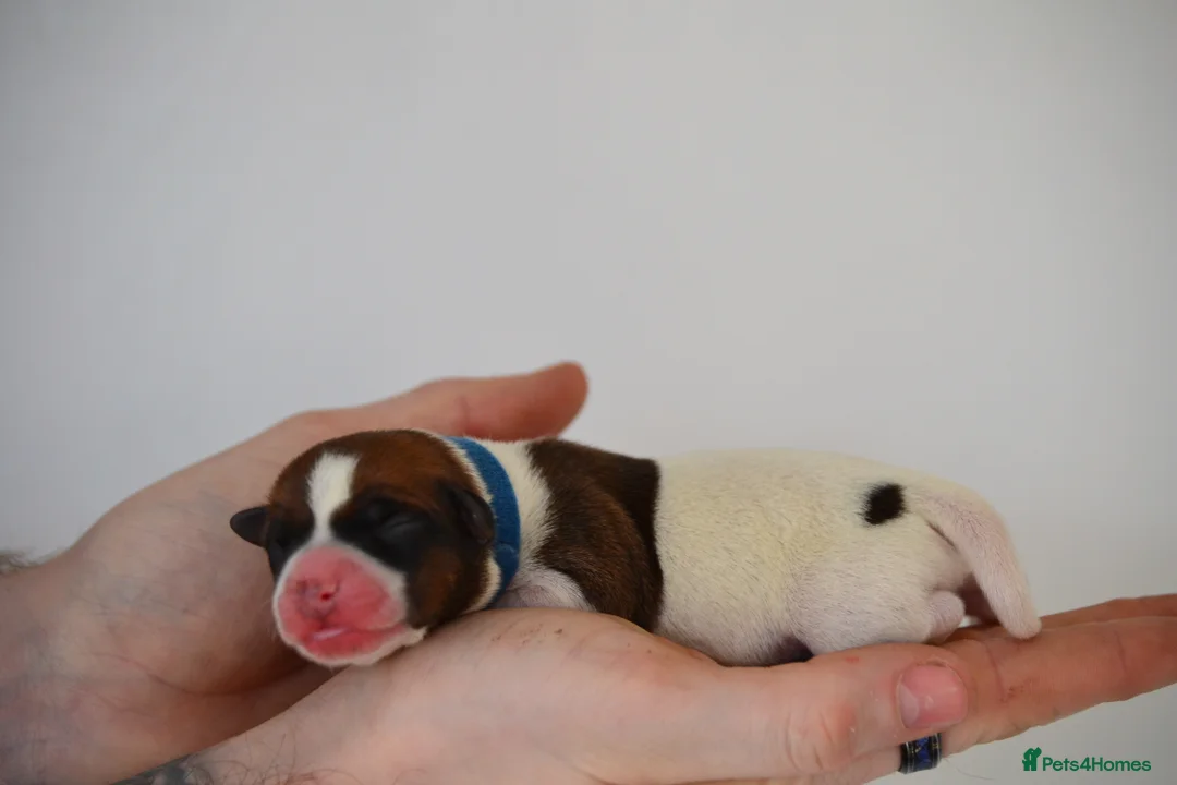 Jack Russell dogs for sale: Traditional Jack Russell  - Advert 17