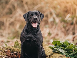 Labrador Retriever dogs in Goole - Advert 17