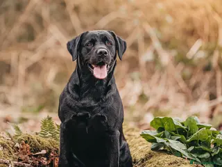 Labrador Retriever dogs Cottings With Bobby for stud - Advert 16