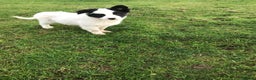 Border Collie dogs for sale: Border collie pups for sale  - Advert 4