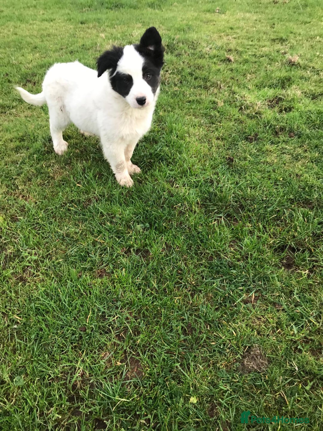 Border Collie dogs for sale: Border collie pups for sale  - Advert 4
