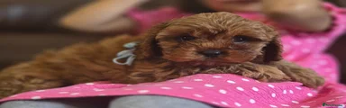 Cavapoo 1