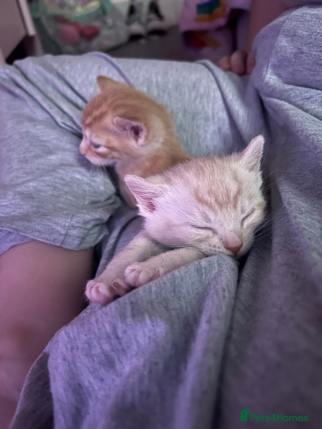 Mixed Breed cats for sale: Mixed breed kittens for sale ALL MALES  - Advert 5