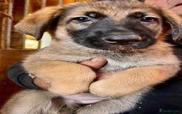 German Shepherd dogs for sale: 4 stunning german Shepherd pups. Very chunky.  - Image 3
