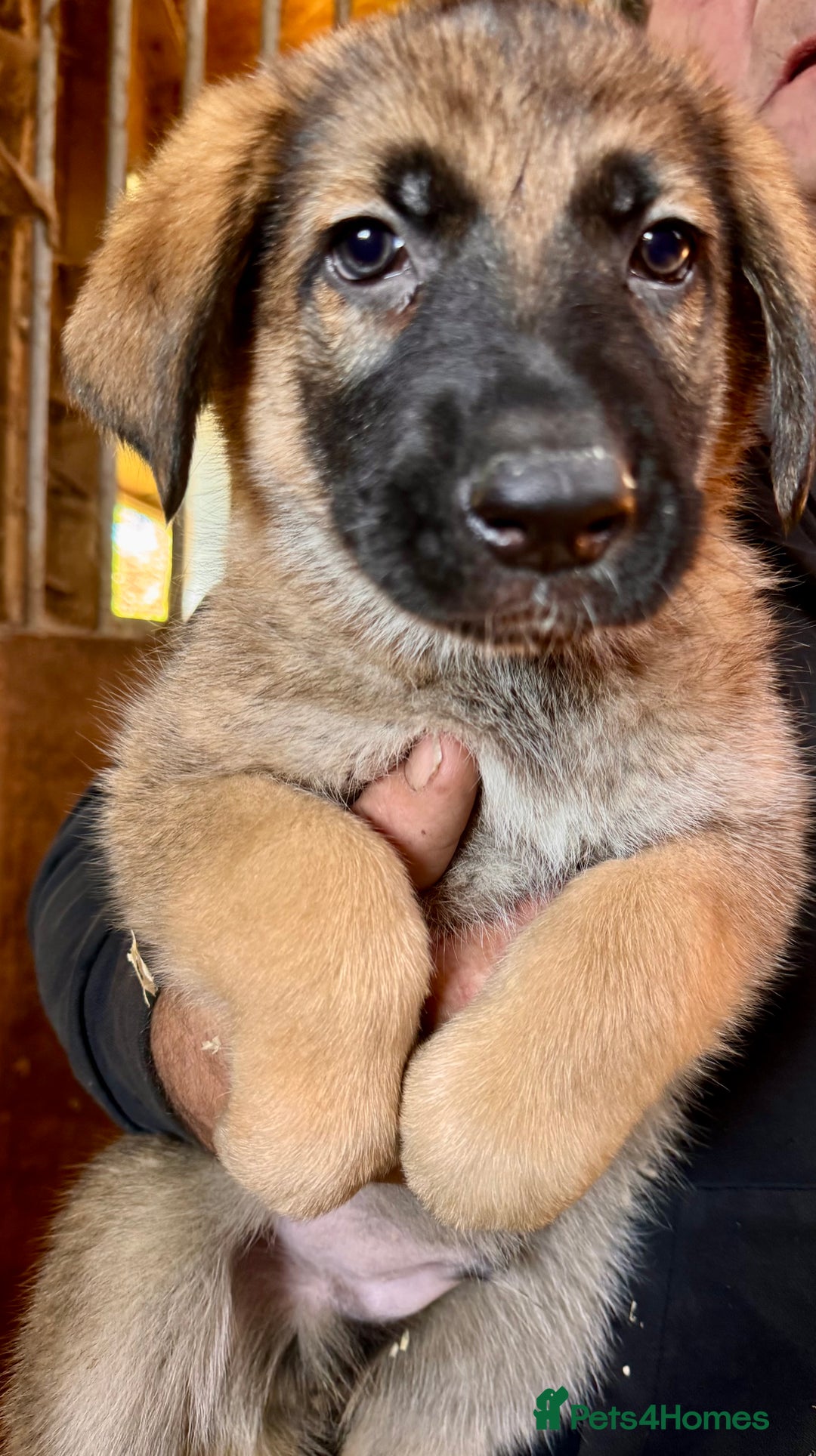 German Shepherd dogs for sale: 4 stunning german Shepherd pups. Very chunky.  - Image 3