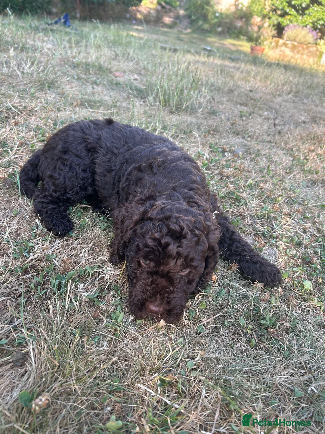 Mixed Breed dogs for sale: Beautiful Puppies Ready for their new families  - Advert 2