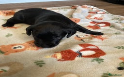 Springador dogs for sale: Springadors from working puppies  - Image 16
