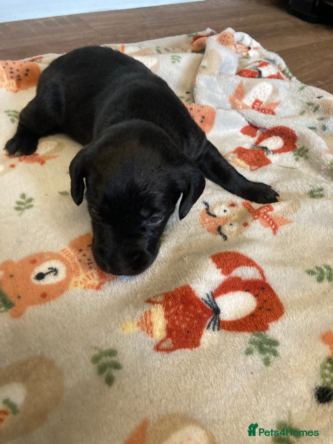 Springador dogs for sale: Springadors from working puppies  - Image 16