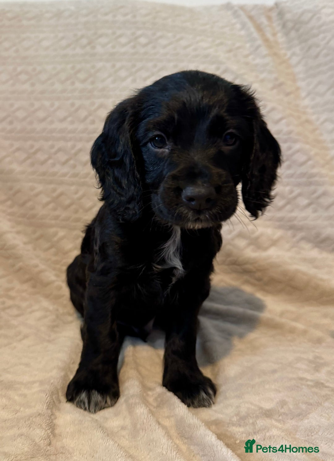 Cocker Spaniel dogs for sale: Last red girl left ready to leave now - Advert 15
