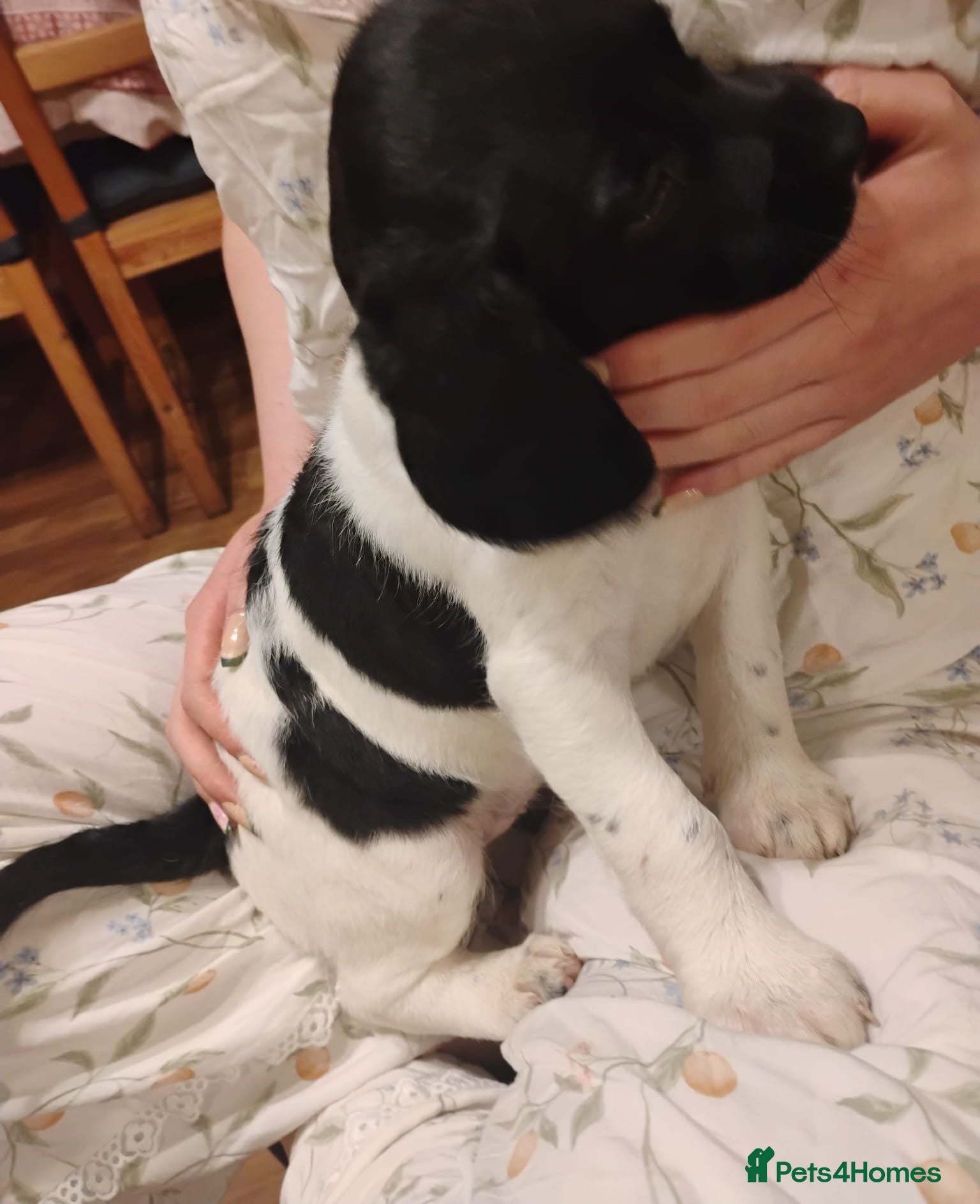 Springador dogs Beautiful springadors, 6 boys 2 girls. 3 left - Advert 2