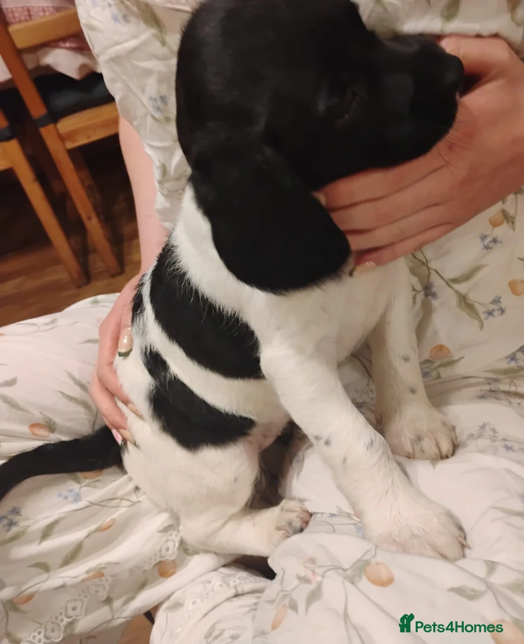 Springador dogs for sale: Beautiful springadors, 6 boys 2 girls. 2 left - Advert 1