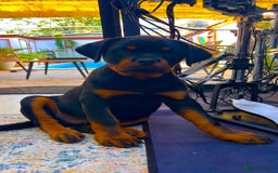 Rottweiler dogs for sale: Beautiful Rottweiler - Image 1