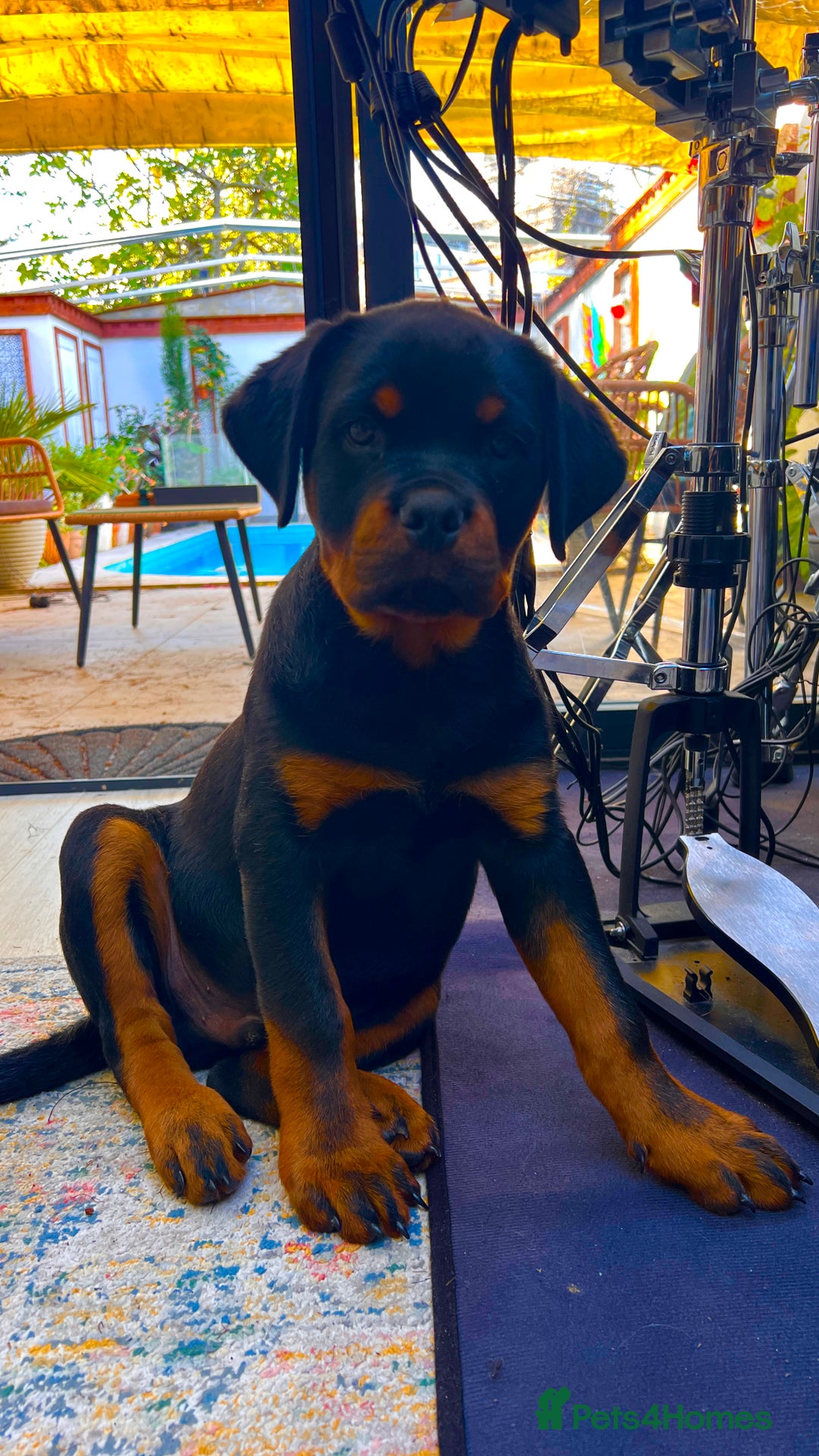 Rottweiler dogs for sale: Beautiful Rottweiler - Image 1