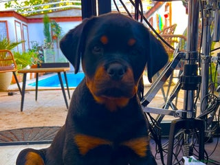 Rottweiler dogs - Advert 32