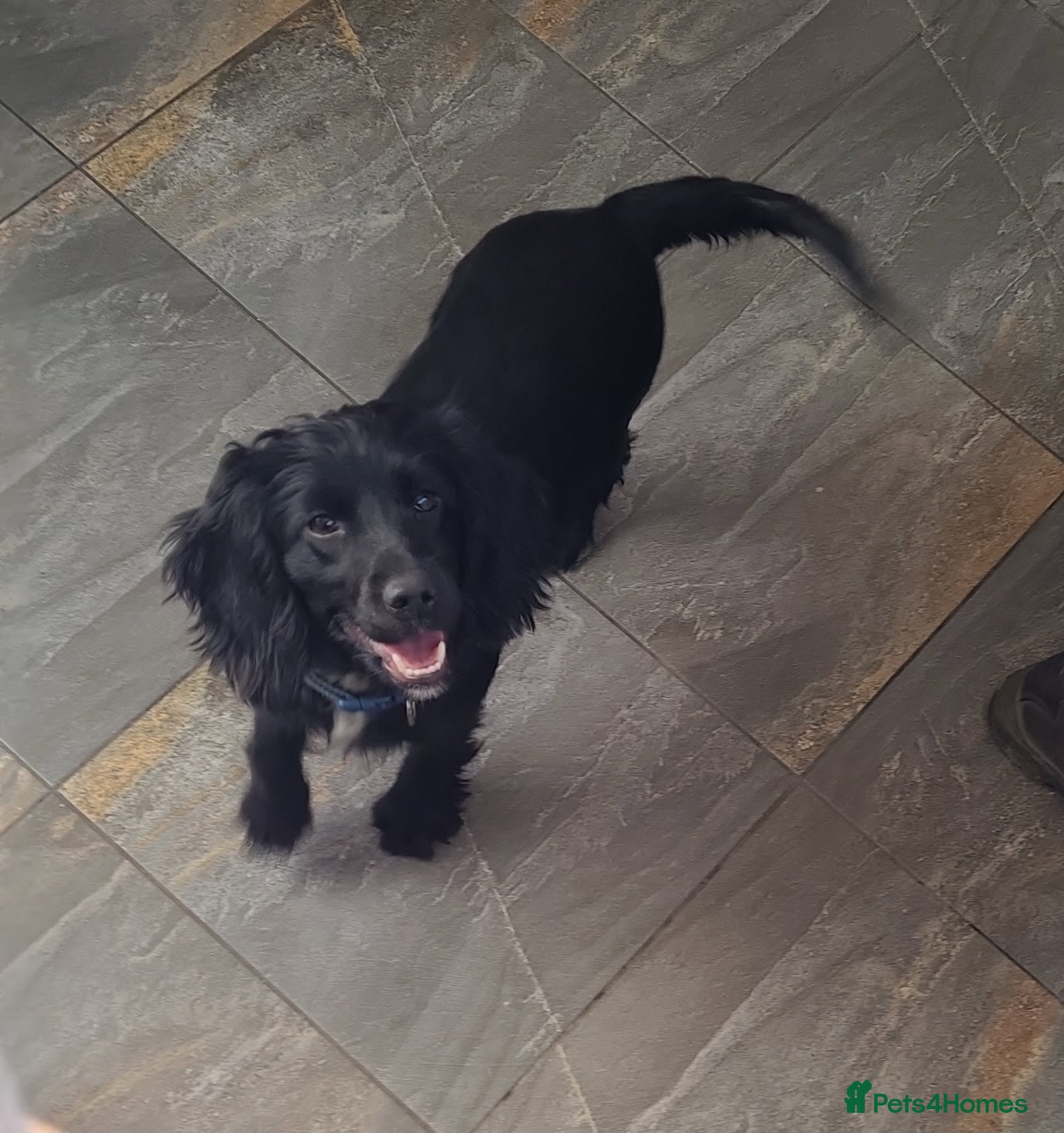 Cocker Spaniel dogs Showtype cocker spaniel puppies - Advert 1