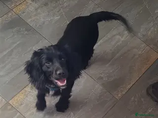 Cocker Spaniel dogs Showtype cocker spaniel puppies - Advert 1