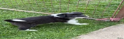 Border Collie dogs for sale: Excellent Border Collie Puppies  in Buxton - Advert 14