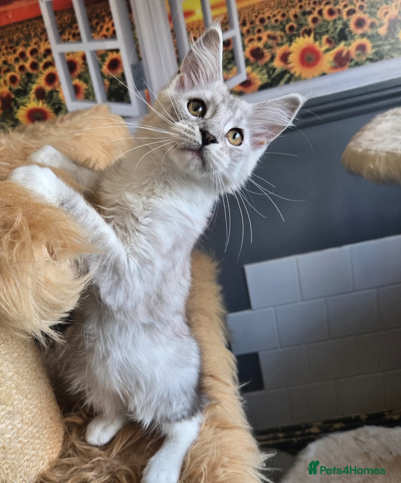 Maine Coon cats Stunning registered Maine Coon kittens - Advert 1