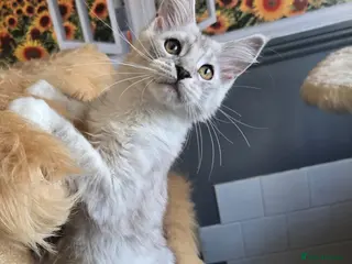 Maine Coon cats for sale: Stunning registered Maine Coon kittens - Advert 3