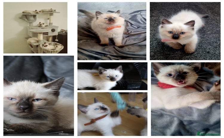 Ragamese cats - Advert 1