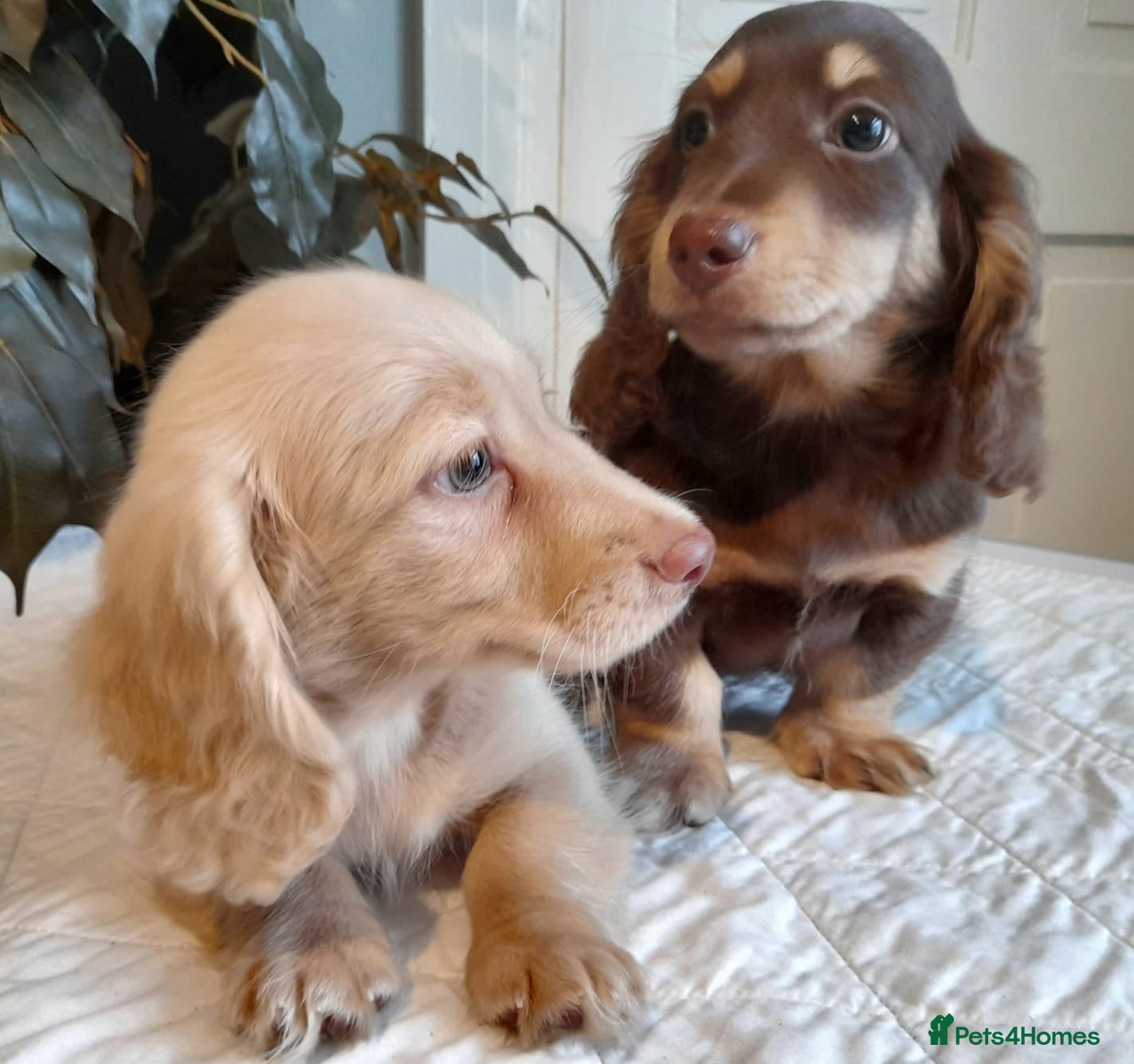 Miniature Dachshund dogs  Long haired minature daschunds  - Advert 1