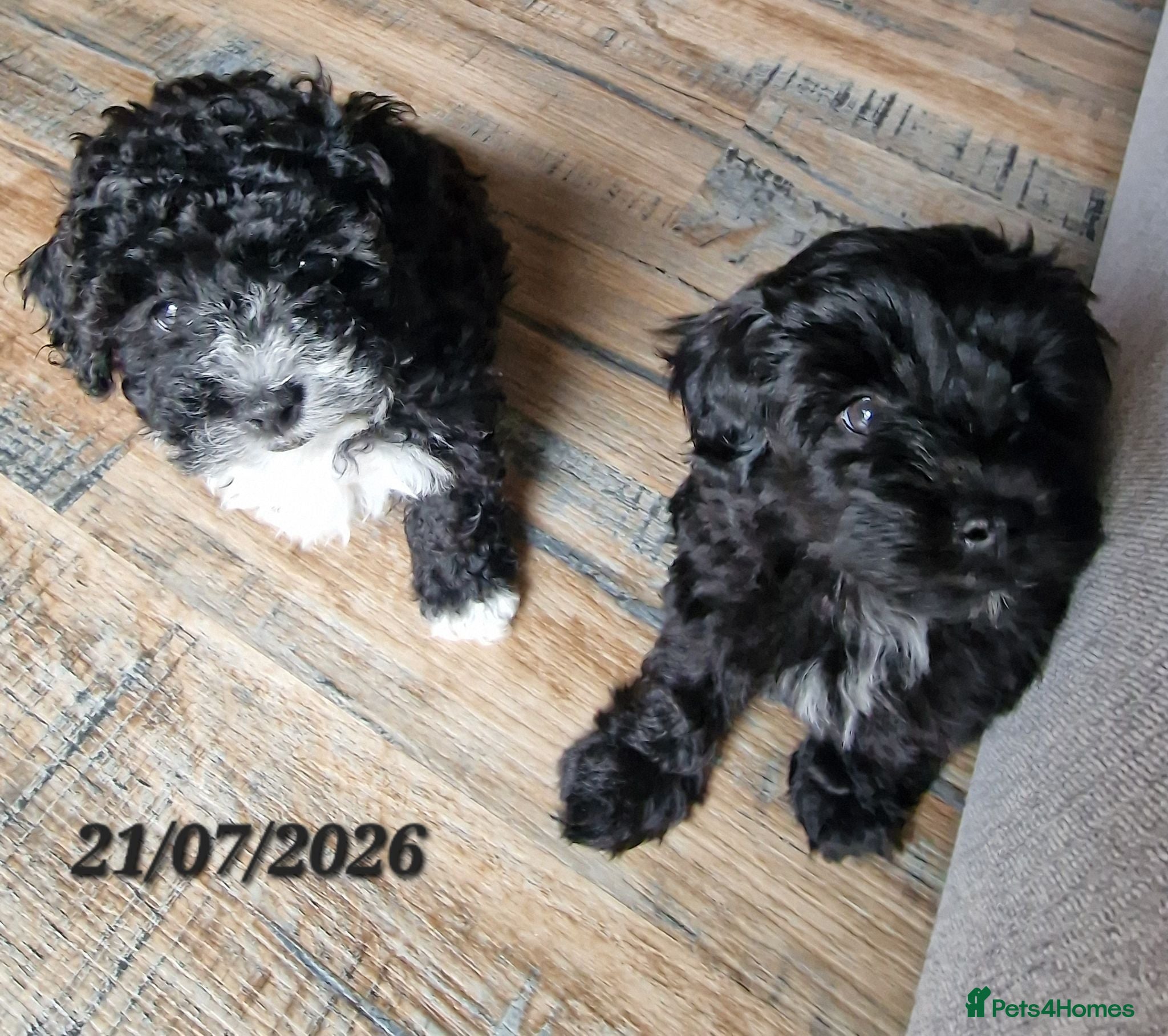 Maltipoo dogs Maltipoo F1b pups - Advert 5