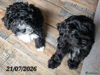 Maltipoo dogs Maltipoo F1b pups - Advert 5