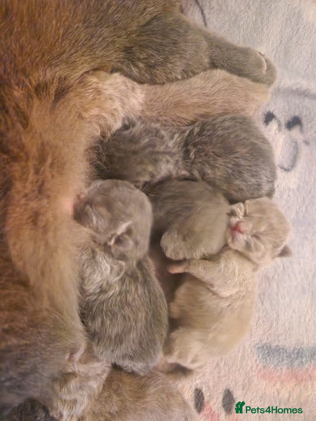 British Shorthair cats for sale: British shorthair kittens  - Image 1