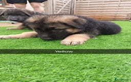 German Shepherd dogs for sale: German Shepherd puppies - Image 16