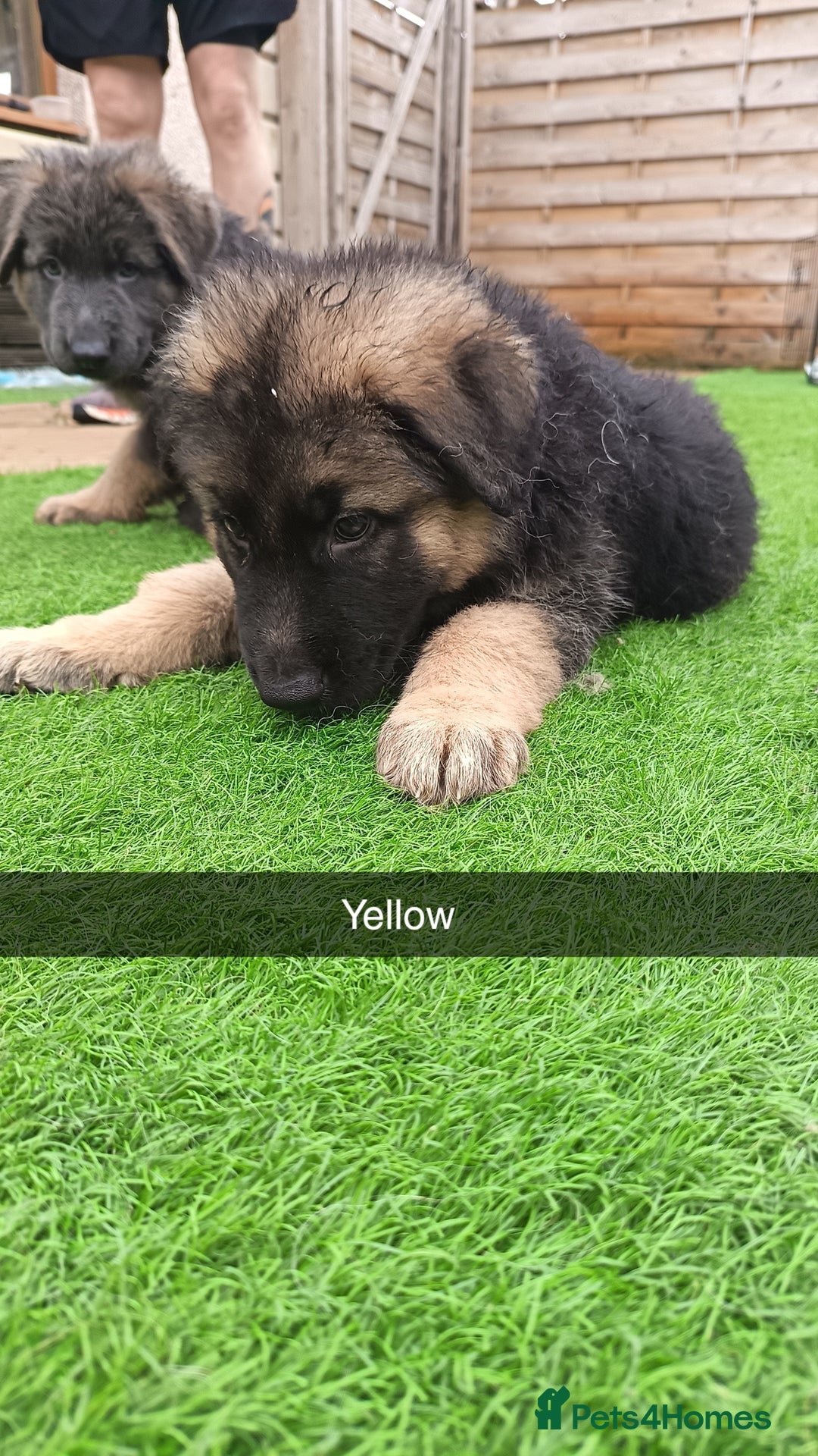 German Shepherd dogs for sale: German Shepherd puppies - Image 16
