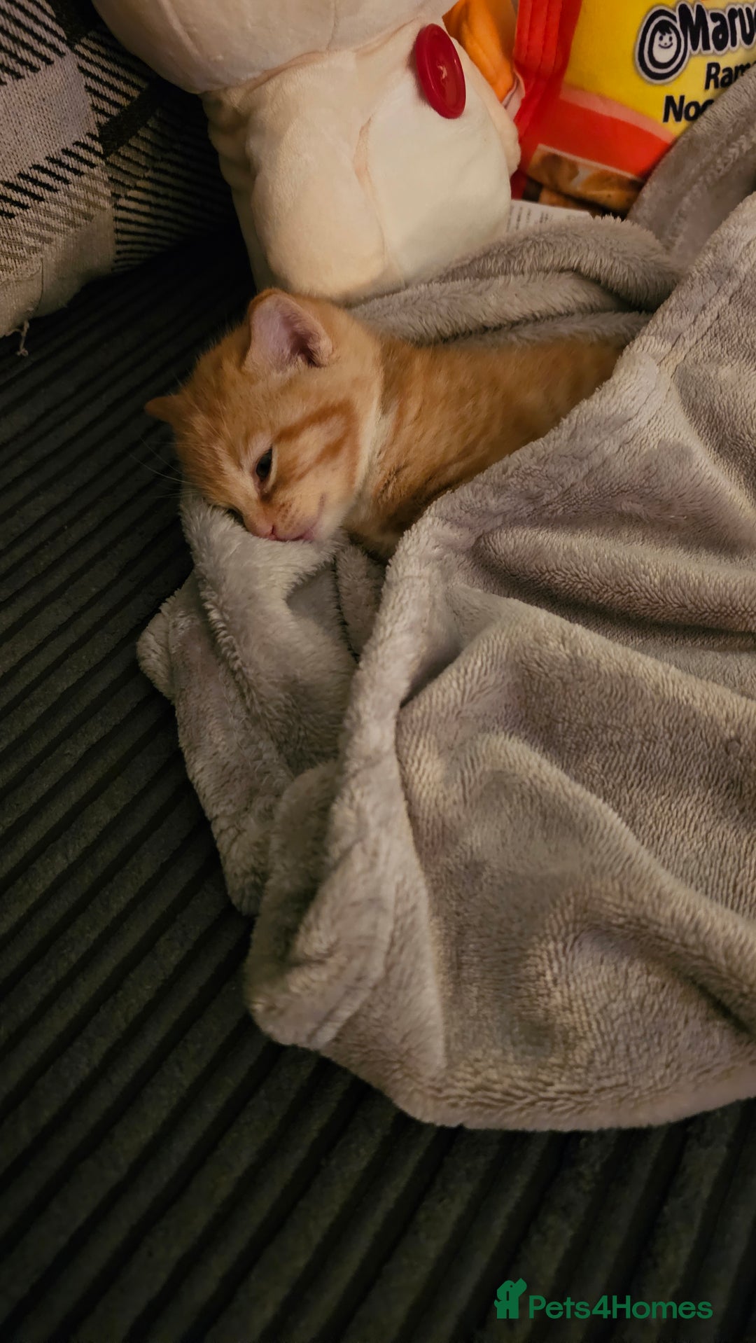 British Shorthair cats for sale: A Kitten for  **   - Advert 8