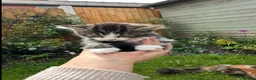 Mixed Breed cats for sale: 4x Maincoon X American Wire Hair Kittens for sale  in Stourport-on-Severn - Advert 19