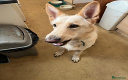 German Shepherd dogs for sale: Bear needs a home - Image 3