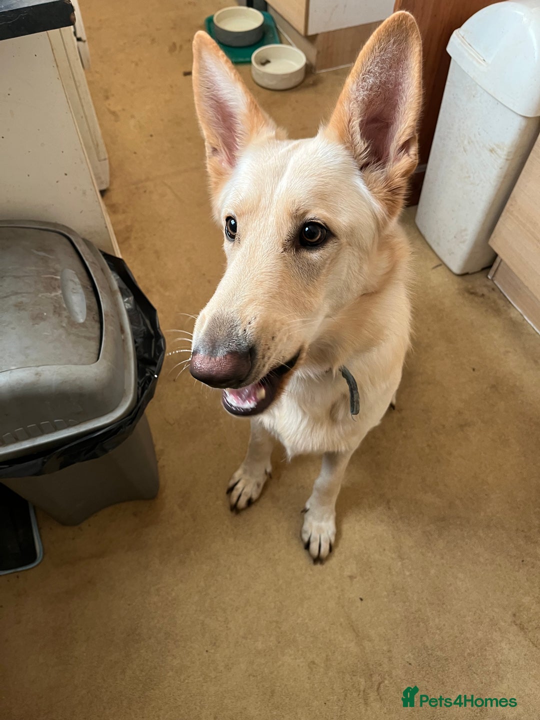 German Shepherd dogs for sale: Bear needs a home - Image 3