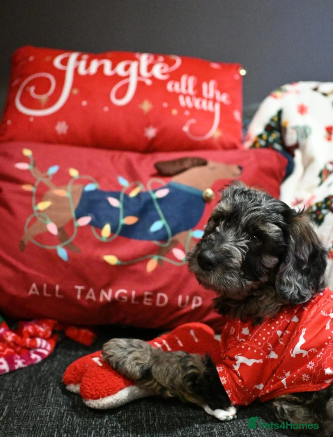 Poodle dogs for stud:  CHCHOCOLATE MERLE POODLE CARRYING PARTI in Todmorden - Advert 16