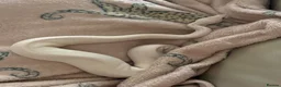 Python Snake reptiles for sale: Female white ball python - Advert 3