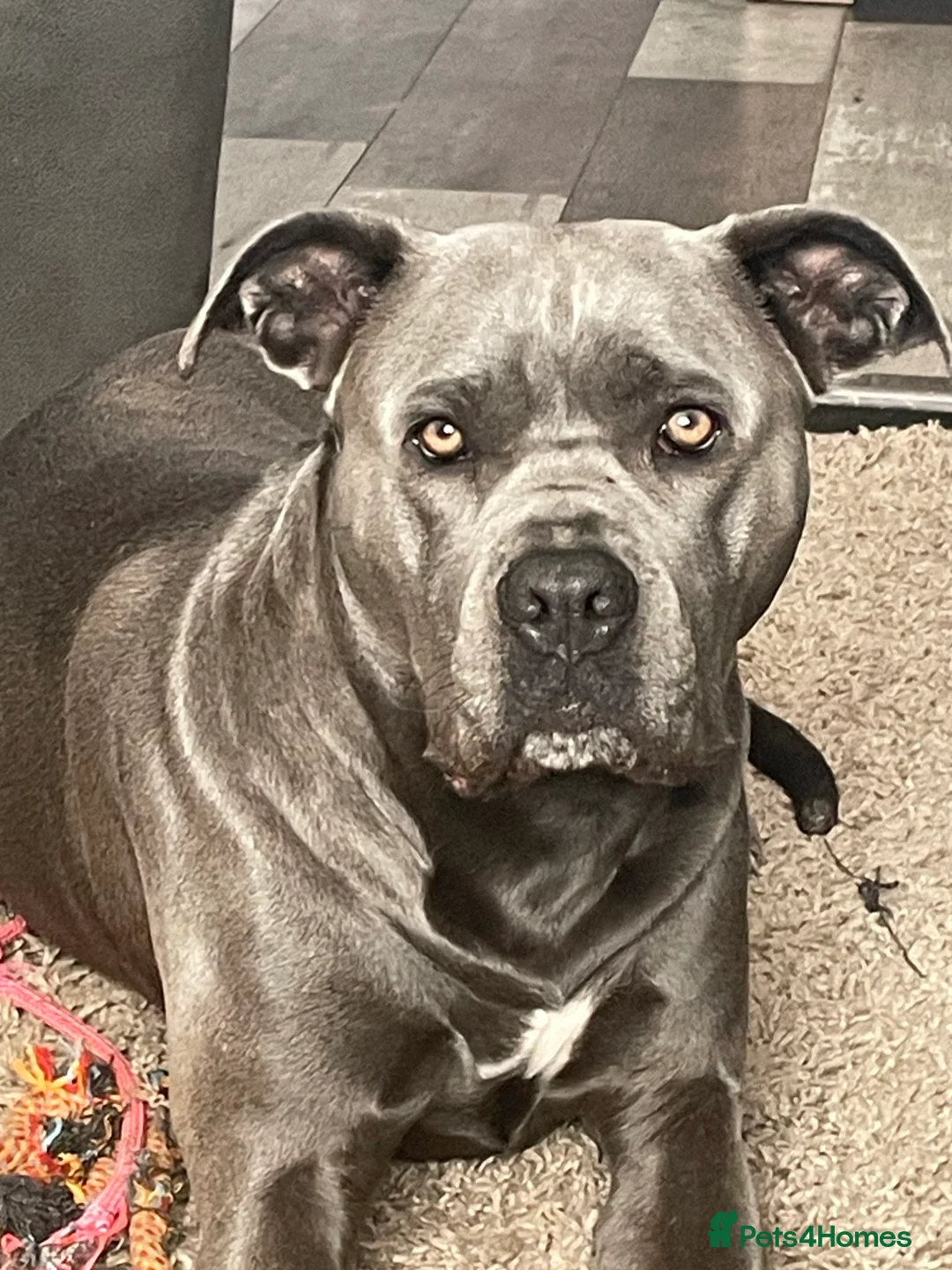 Mixed Breed dogs for sale: Stunning Cane Corso x Presa Canario Puppies  - Advert 1